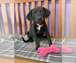 Small #1 Labrador Retriever Mix