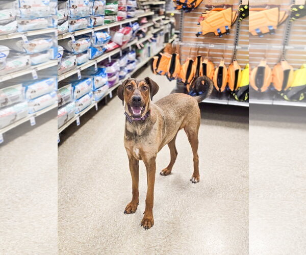 Medium Photo #13 Doberman Pinscher-Unknown Mix Puppy For Sale in Sandy, UT, USA