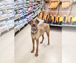 Small #12 Doberman Pinscher Mix