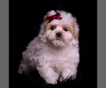 Small Photo #119 Maltipoo (Miniature) Puppy For Sale in WARSAW, IN, USA