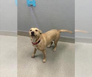 Mutt Dogs for adoption in Las Vegas, NV, USA