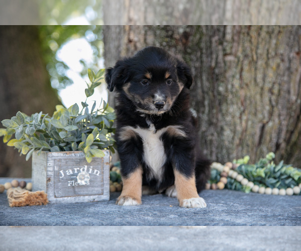 Medium Photo #3 Miniature Australian Shepherd Puppy For Sale in CHRISTIANA, PA, USA