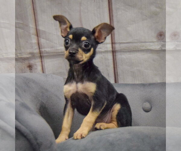 Medium Photo #3 Chihuahua Puppy For Sale in Huntley, IL, USA