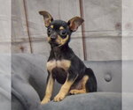 Small #2 Chihuahua