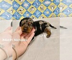 Image preview for Ad Listing. Nickname: Mini Nicholas