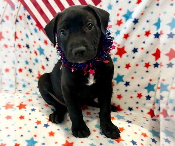 Medium Photo #12 Labrador Retriever-Unknown Mix Puppy For Sale in Houston, TX, USA