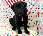 Small #11 Labrador Retriever Mix