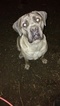 Small Photo #1 Cane Corso Puppy For Sale in ROCHESTER, NY, USA