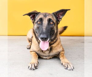 Mutt Dogs for adoption in Pasadena, CA, USA