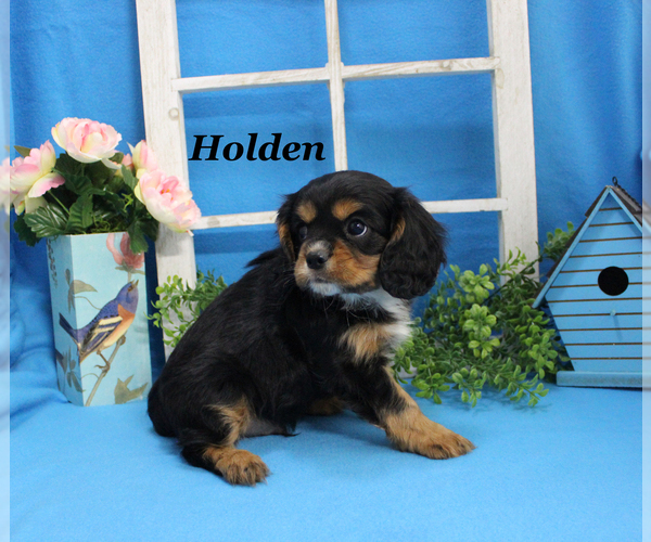 Medium Photo #20 Cavalier King Charles Spaniel Puppy For Sale in CHANUTE, KS, USA