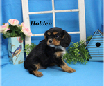 Small #19 Cavalier King Charles Spaniel