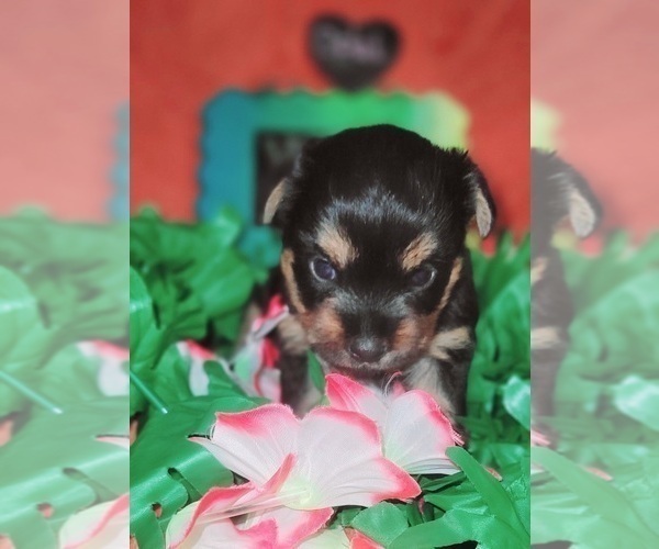 Medium Photo #101 Yorkshire Terrier Puppy For Sale in AKRON, OH, USA