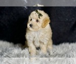 Small Photo #130 Maltipoo Puppy For Sale in WARSAW, IN, USA