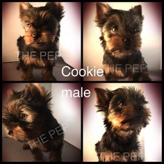 Yorkshire Terrier Puppy for sale in CULPEPER, VA, USA