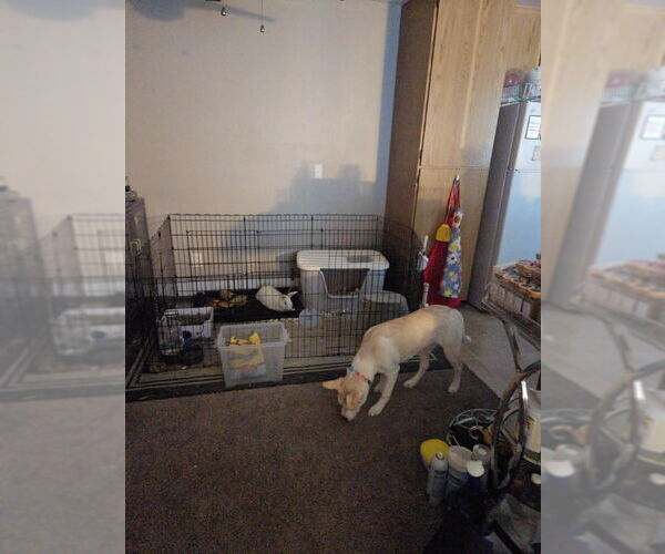 Medium Photo #3 American Staffordshire Terrier-Siberian Husky Mix Puppy For Sale in San Diego, CA, USA