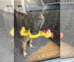 Aditi - GA - Female Mutt Dog for Adoption - Small photo