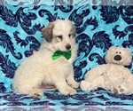 Small Photo #1 Great Pyrenees Puppy For Sale in LANCASTER, PA, USA