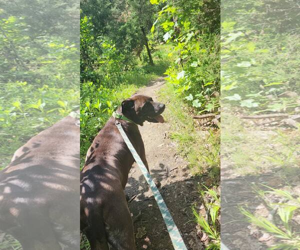 Medium Photo #5 Mutt Puppy For Sale in Hinton, WV, USA