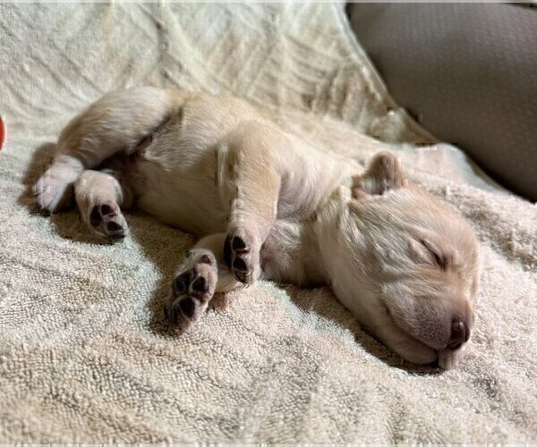 Medium Photo #60 Labrador Retriever Puppy For Sale in HIGH POINT, NC, USA