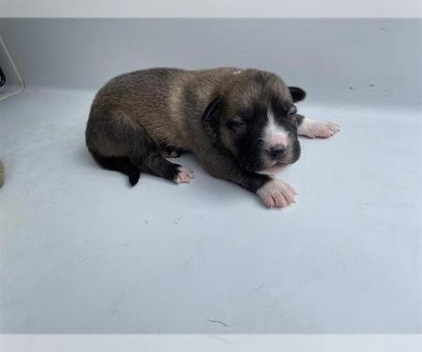 Medium Photo #1 Labrador Retriever Puppy For Sale in Houston, TX, USA