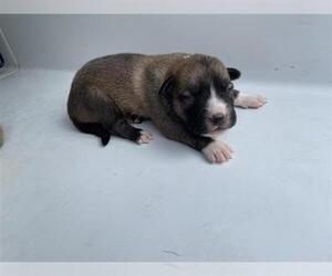 Labrador Retriever Dogs for adoption in Houston, TX, USA