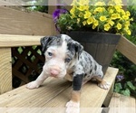Small Photo #6 Catahoula Leopard Dog Puppy For Sale in TRYON, NC, USA