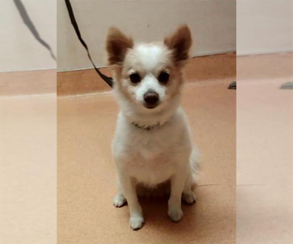 Medium Photo #1 Chihuahua-Unknown Mix Puppy For Sale in Martinez, CA, USA