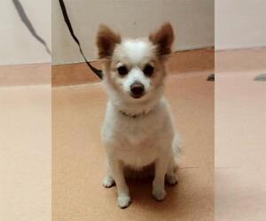 Chihuahua-Unknown Mix Dogs for adoption in Martinez, CA, USA
