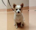 Small Chihuahua Mix