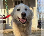Small Great Pyrenees
