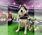 Small #2 Siberian Husky