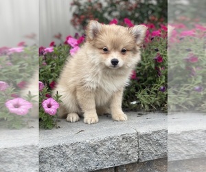 Pomeranian Puppy for sale in CANOGA, NY, USA