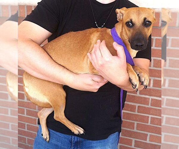 Medium Photo #3 Dachshund-Unknown Mix Puppy For Sale in Carrollton, TX, USA