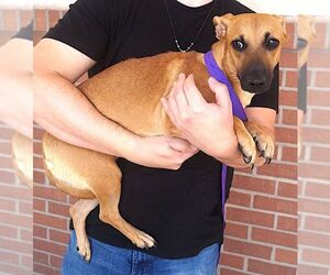 Martha - Female Dachshund-Unknown Mix Dog for Adoption - Photo #3