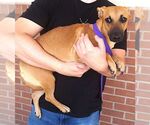 Small #2 Dachshund Mix