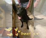 Small #4 Labrador Retriever Mix