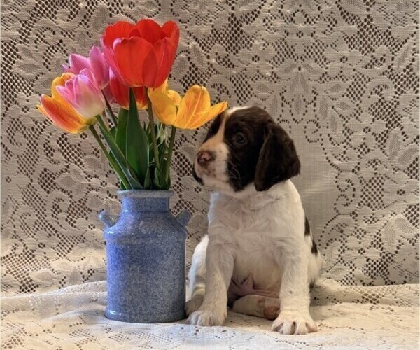 Medium Photo #2 English Springer Spaniel Puppy For Sale in OWEN, WI, USA