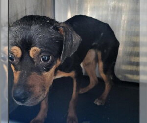 American Staffordshire Terrier-Unknown Mix Dogs for adoption in San Antonio, TX, USA