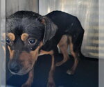 PIPER - Female American Staffordshire Terrier-Unknown Mix Dog for Adoption - Small photo