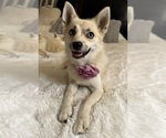 Puppy Dobby Pomsky