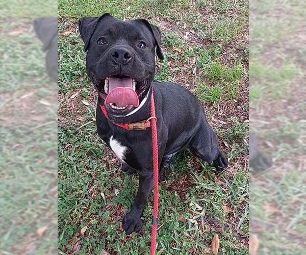 Medium Photo #1 American Staffordshire Terrier Puppy For Sale in Fort Lauderdale, FL, USA