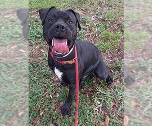 American Staffordshire Terrier Dogs for adoption in Fort Lauderdale, FL, USA