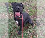Small American Staffordshire Terrier