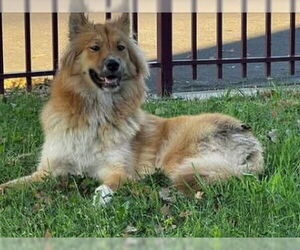 Collie-German Shepherd Dog Mix Dogs for adoption in Lodi, CA, USA