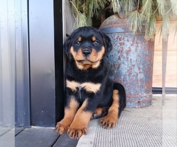 Medium Photo #3 Rottweiler Puppy For Sale in CHAMBERSBURG, PA, USA
