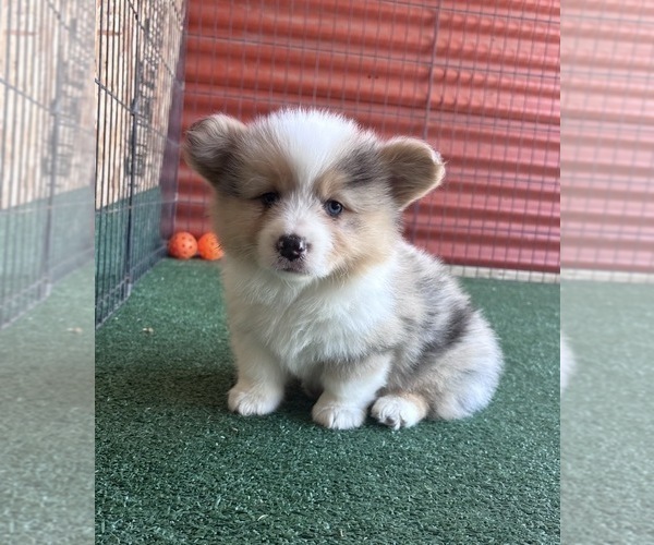 Medium Photo #2 Pembroke Welsh Corgi Puppy For Sale in CERES, CA, USA