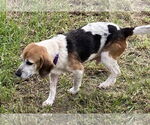 Small #5 Beagle