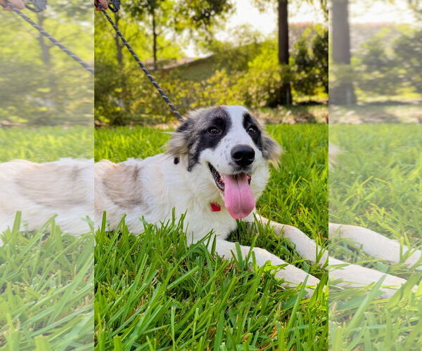Medium Photo #7 Great Pyrenees Puppy For Sale in Spring, TX, USA