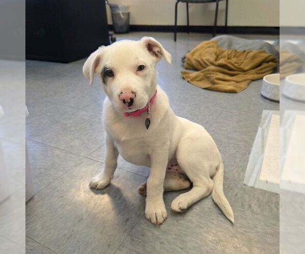 Medium Photo #1 Mutt Puppy For Sale in Long Beach, CA, USA