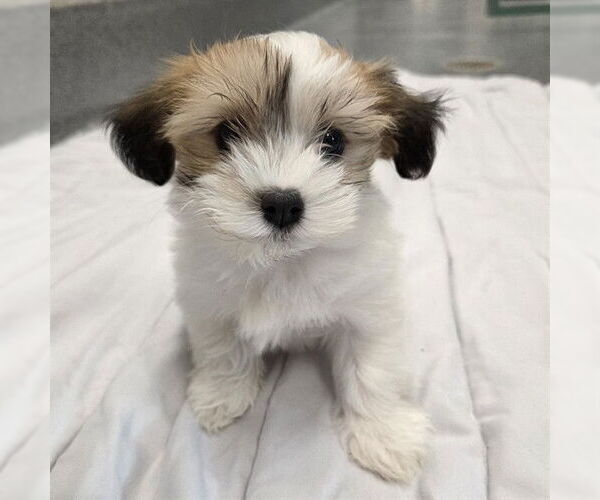 Medium Photo #1 Havanese-Unknown Mix Puppy For Sale in Waterford, VA, USA